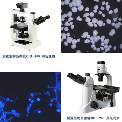 倒置生物顯微鏡，使顯微觀(guān)察效率更高，更自由舒適