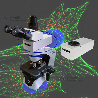 廣州明慧顯微鏡LED熒光光源匹配奧林巴斯CX43顯微鏡
