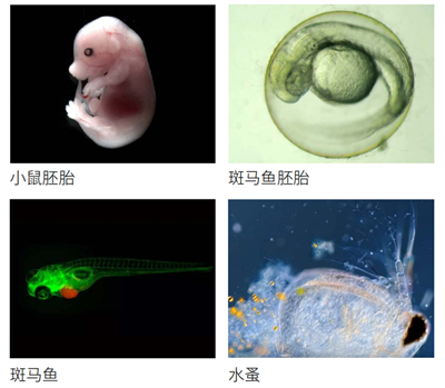 體視顯微鏡三維成像，廣州明慧科技有限公司