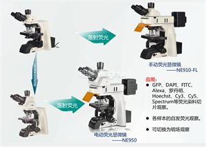 熒光顯微鏡的分類-廣州明慧