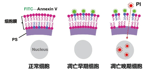 Annexin V/PI檢測原理（圖源于網(wǎng)絡(luò)，侵刪）