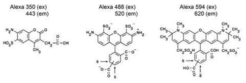 熒光用于探測生物現(xiàn)象的應(yīng)用