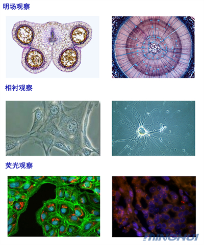 倒置顯微鏡觀察細(xì)胞實(shí)拍圖