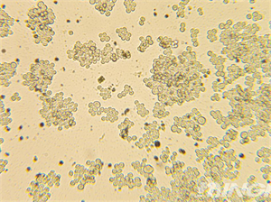 倒置生物顯微鏡MHIL150+相機(jī)MHD800應(yīng)用于細(xì)胞觀察-廣州市明慧科技有限公司